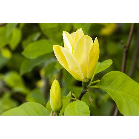 Magnolie 'Yellow Bird' Magnolia 'Yellow Bird' 7L 60- 80
