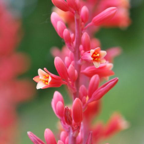 Hesperaloe parviflora Pot 10L