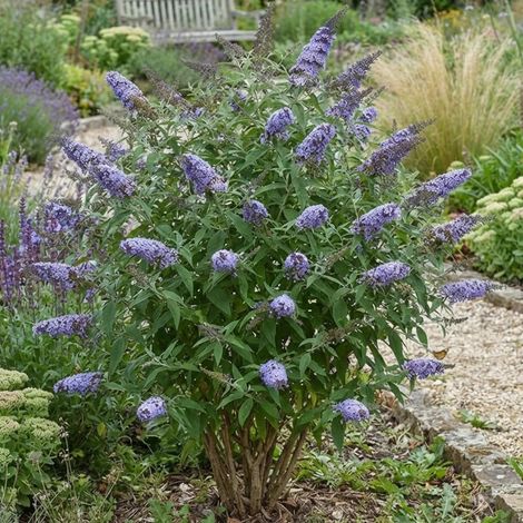 Arbre aux papillons Buzz™ Sky Blue 'TOBUDSKYBL'/Pot de 3L - 20/40 cm (1/3)