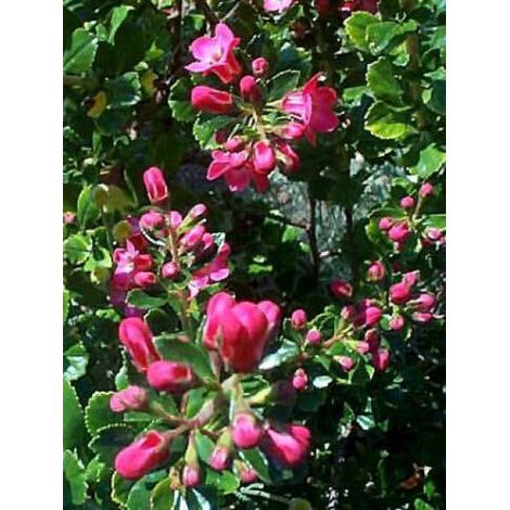 Escallonia 'Dart's Rosyred' Pot de 2L/3L