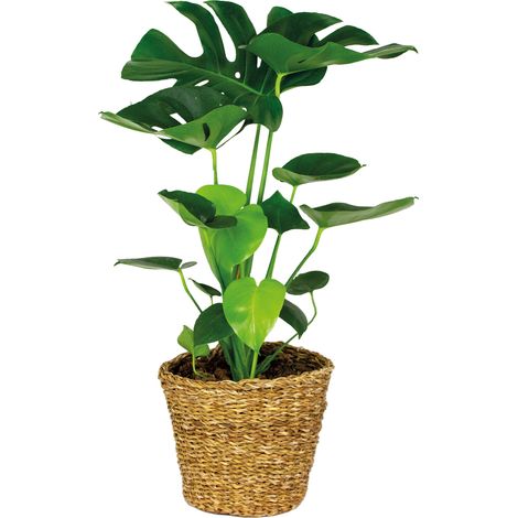 Bloomique - Monstera deliciosa - Monstera - Plante d’intérieur - Dépolluante - Facile d’entretien - Hauteur 70-80 cm - Panier en rotin 21 cm