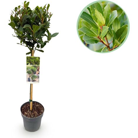 Laurier Sauce Laurus Nobilis Plante sur Tige Arbuste Persistant Terrasse et Balcon H90cm - PANGIVO