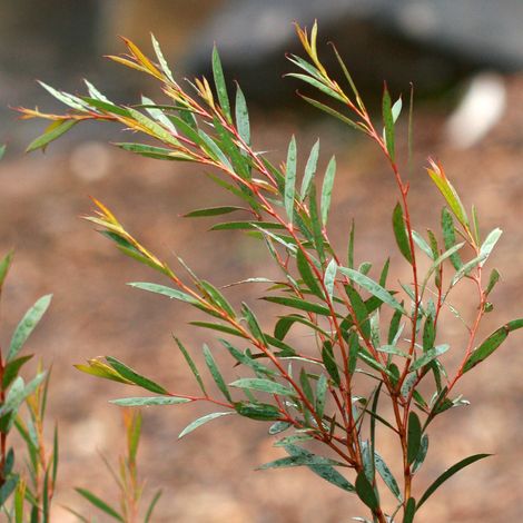 Eucalyptus moorei subsp moorei Pot de 4L/5L, Pot anti-chignon