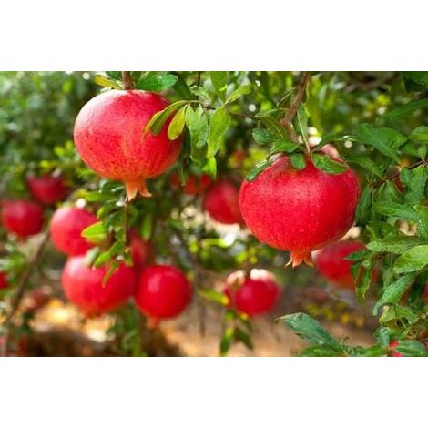 1 plant /tree (approx 1m) - Pomegranate (mollar)