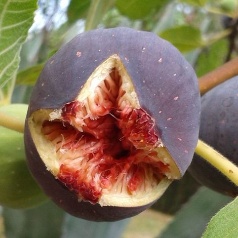 Figuier Pastillère (Rouge de Bordeaux), Ficus carica/Pot de 1,5L - 20/50 cm (1/4)