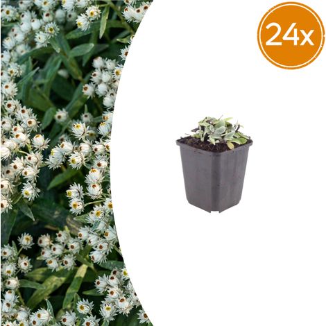 Lot de 24 Anaphalis triplinervis - Plante Vivace de Jardin Feuillage Argenté - 10-25 cm Ø 9 cm - PANGIVO (1/5)