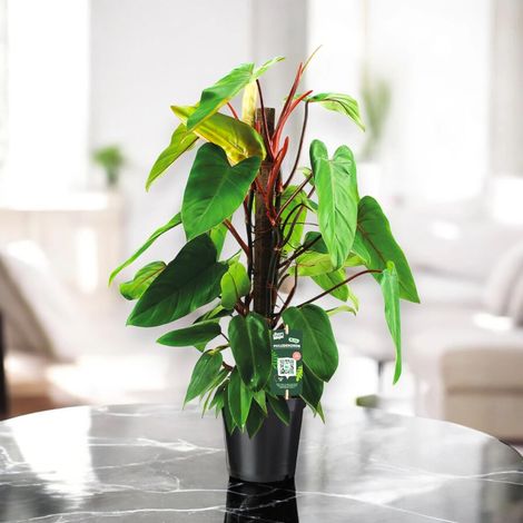 Gardenaria Philodendron 'Red Emerald' - Pianta da interno ornamentale - Altezza: 80 cm (vaso 19) (1/4)