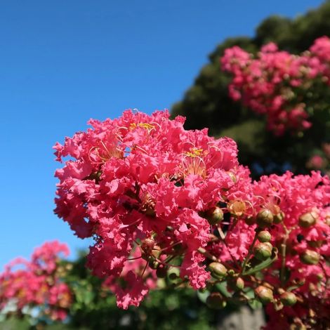 Lilas des Indes Petit´ Canaille® Rouge, Lagerstroemia/Pot de 3L - Touffe