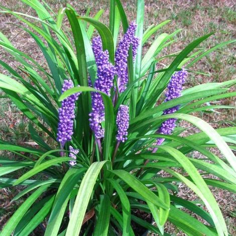 4 x Liriope muscari 'Big Blue' - godet 9x9 cm