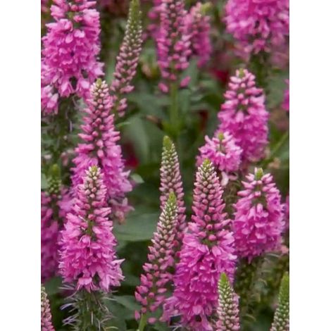Véronique en épis 'Bubblegum Candles' Godet de 8/9 cm