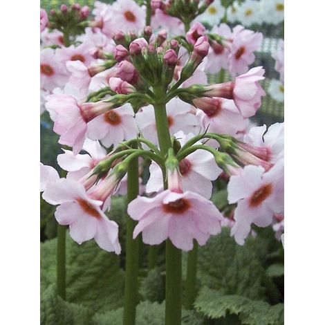 Primevère japonaise 'Apple Blossom' Godet de 8/9 cm (1/2)