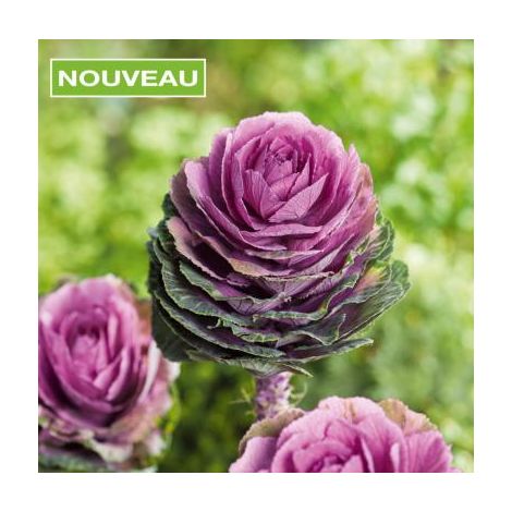 CHOU D'ORNEMENT - LE POT DE 10 CM