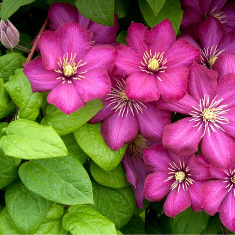 Clematite - Clematis Star Of India 70cm (1/2)