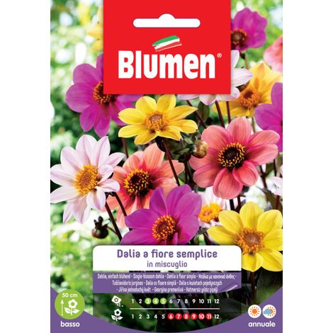 Semi Blumen dalia a fiore semplice