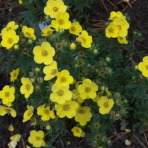 Potentille arbustive 'Sommerflor' - 25-30 cm pot