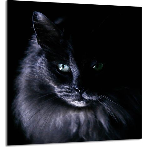 Panneau de verre POUR la cuisine 60x65 Chat (1/5)