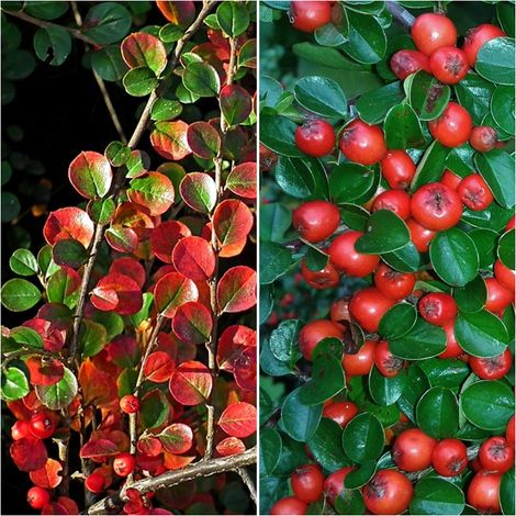 Semillas de Cotoneaster Horizontalis. 10 Gramos