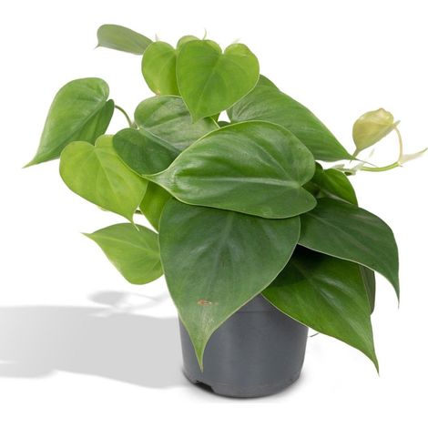 Philodendron Scandens Plante d’Intérieur Grimpante Feuillage Tropical Pot 12 cm Hauteur 15 cm - PANGIVO (1/5)