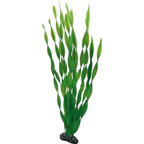 Hobby Vallisneria - 46 cm (1/3)