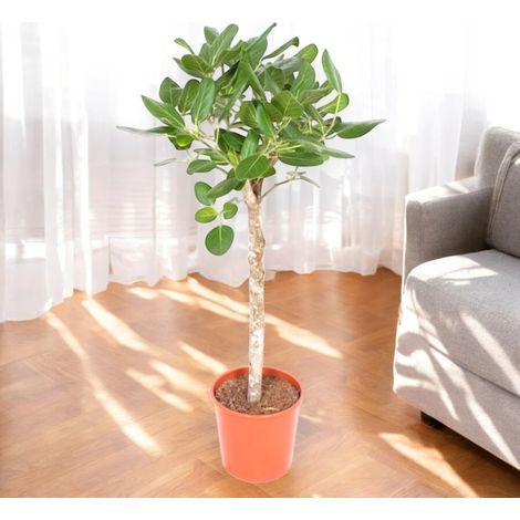 Gardenaria Ficus benghalensis - Pianta da interno ornamentale - Altezza: 100 cm (vaso 27) (1/5)