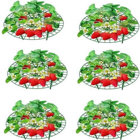 Support pour Fraises et Fruits 6 Pièces – Évite la Pourriture des Plantes en Pot ou en Serre – Structure Vert Foncé pour Culture Suspendue (1/5)