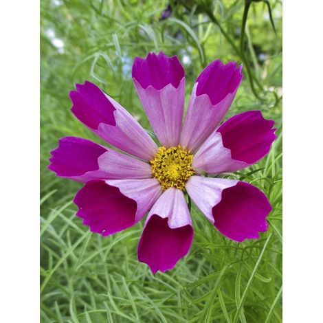Cosmos 'Piper Red' le sachet de 100 graines (0,5g) (1/2)