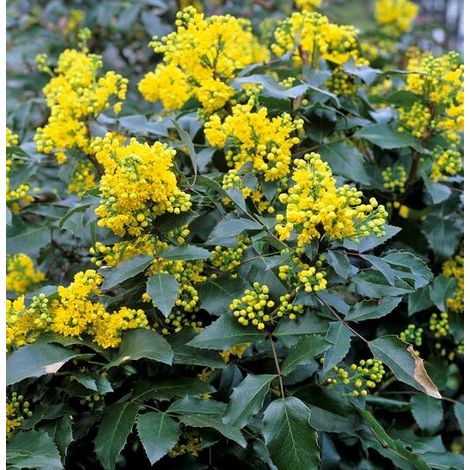 Maonia "Mahonia Aquifolium" Uva dell'Oregon pianta sempreverde in vaso ø27 cm h 30/50 cm