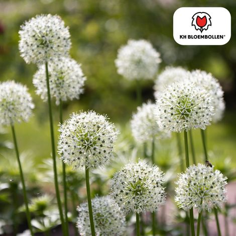 Allium 'White Giant' Bulbes à Fleurs d'Ail Ornemental Géant Blanc pour Jardin Lot de 5 Bulbes - PANGIVO (1/4)