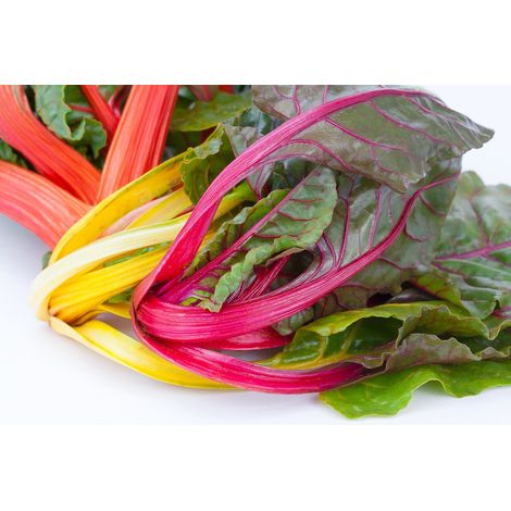 Semillas de Acelga Mezcla de Colores. 50 Gramos