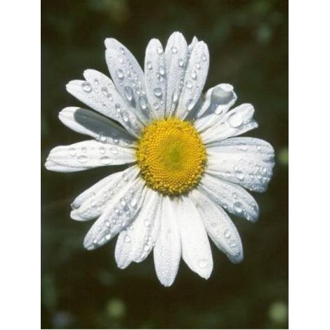 Marguerite 'Silver Princess' Godet de 7/8 cm