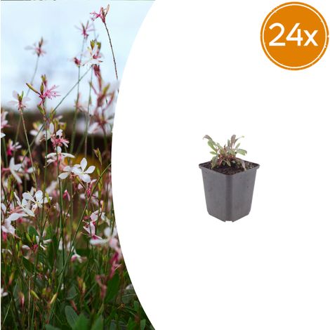 Lot de 24 Gaura lindheimeri 'Siskiyou Pink' Plante Vivace à Fleurs Roses 10-25 cm Pot Ø 9 cm - PANGIVO (1/5)