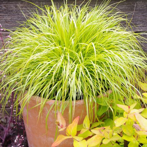 Herbe aux écouvillons 'Hameln Gold' Godet de 8/9 cm (1/2)