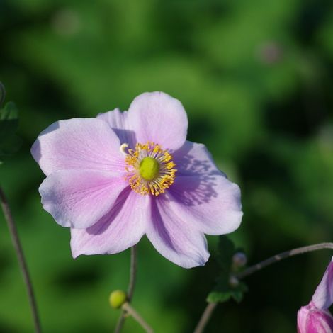4 x Anémone du Japon  - Anemone 'Konigin Charlotte'  - godet 9x9