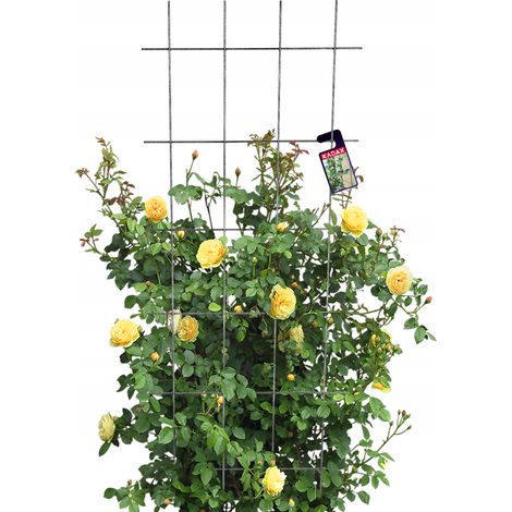 KADAX Pergola de Jardin Support Métallique pour Plantes Roses Fleurs Grille 60x150cm (1/5)
