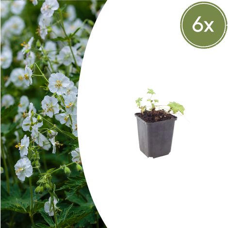 Lot de 6 Géraniums Vivaces White Ness Couvre-sol à Fleurs Blanches Pot Ø 9 cm 10-25 cm - PANGIVO (1/5)