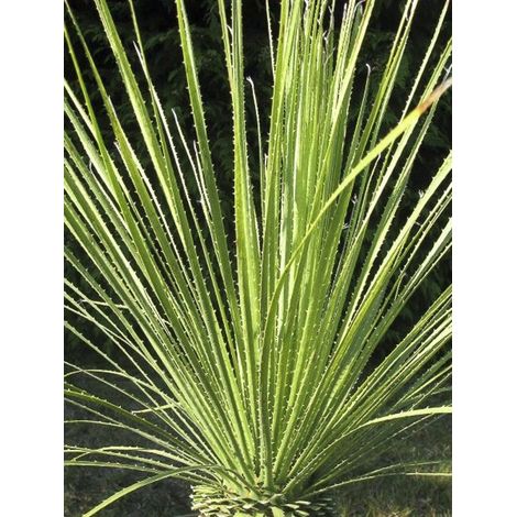 Dacylire à fines feuilles Pot de 12L/15L (1/3)