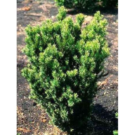 If 'Hillii' Godet de 8/9 cm