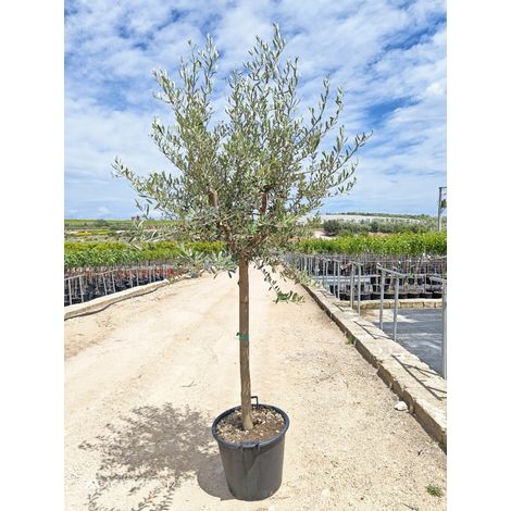 OLEA EUROPAEA ALB.50 1/2 FUSTO LECCINO CRF.16/18 CHIOMA LIBERA (1/4)