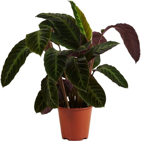 Bloomique - Calathea Warscewiczii - Plante paon - Plantes d'intérieur - Purificateur d'air - Convient aux animaux - Hauteur 50-70 cm - Pot de 19 cm