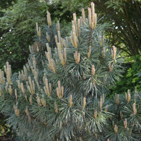 Pin sylvestre Chantry Blue - Pinus sylvestris Chantry Blue 30/35cm Pot 11L (1/4)
