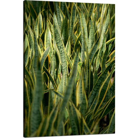 Leinwanddruck „Botanik Grünes Gras“ 80 x 120 cm
