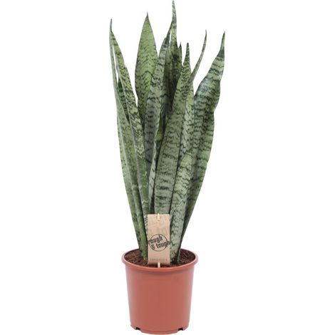 Sansevieria Zeylanica - Plante d'Intérieur Langue de Belle-mère - Dépolluante - Ø17 cm H60-70 cm - PANGIVO (1/4)