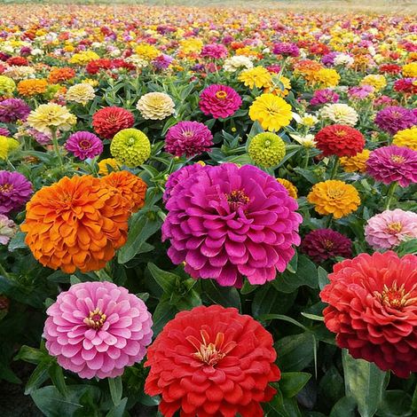 Graines De Zinnia - Mélange Coloré Pour Jardin Et Balcon - Semis Direct En Plein Air - 100 Graines (1/5)