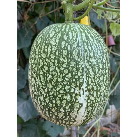 Courge de Siam 'de Siam' le sachet de 8 graines environ (1,8g)