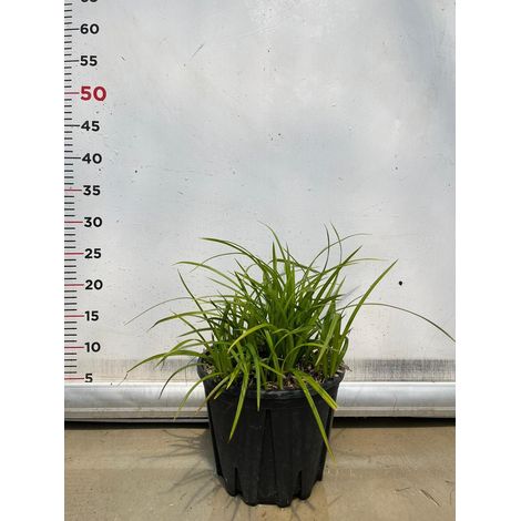CAREX IRISH GREEN pianta graminacea erbacea perenne