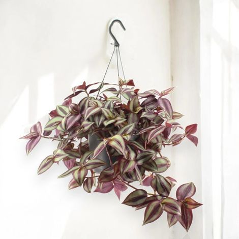 Gardenaria Tradescantia zebrina Violet - Pianta da interno ornamentale - Altezza: 60 cm (vaso 14)