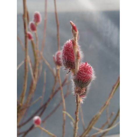 Saule pourpre 'Nana' Godet de 8/9 cm