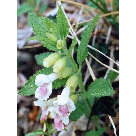 Mélisse sauvage, mélitte à feuilles de mélisse Godet de 8/9 cm (1/5)