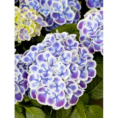 Hortensia 'Beutensia Dali' Pot de 4L/5L