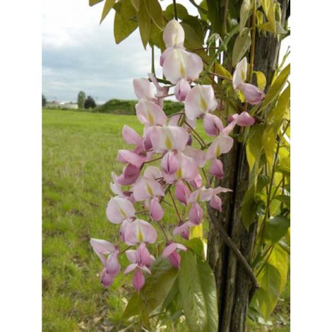 Glycine 'Rosea' Pot de 2L/3L, Plant greffé de + de 18 mois (1/2)